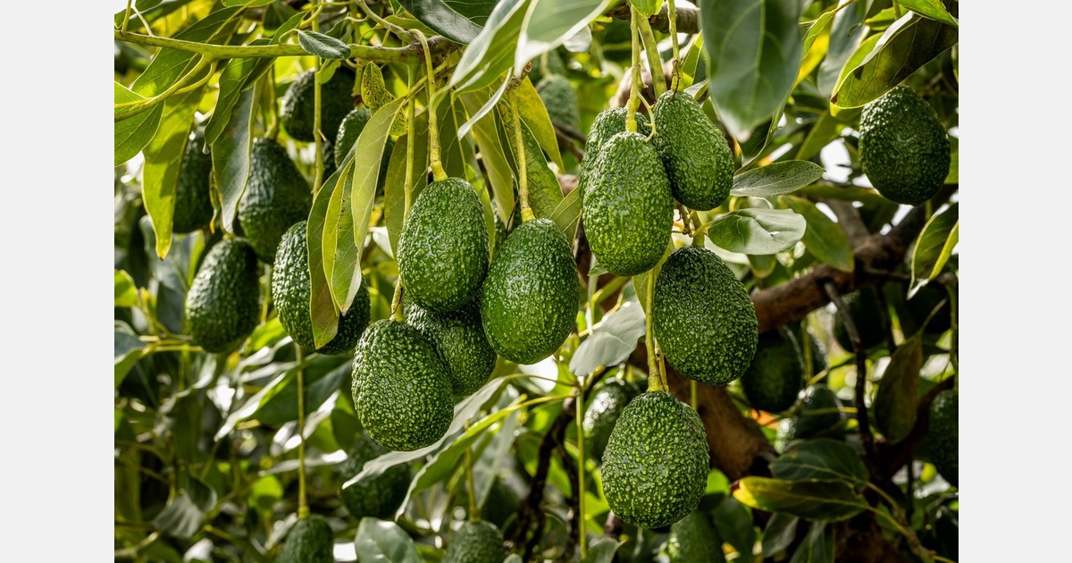 “Avocados are currently the fruit with the greatest social and economic impact in Peru”