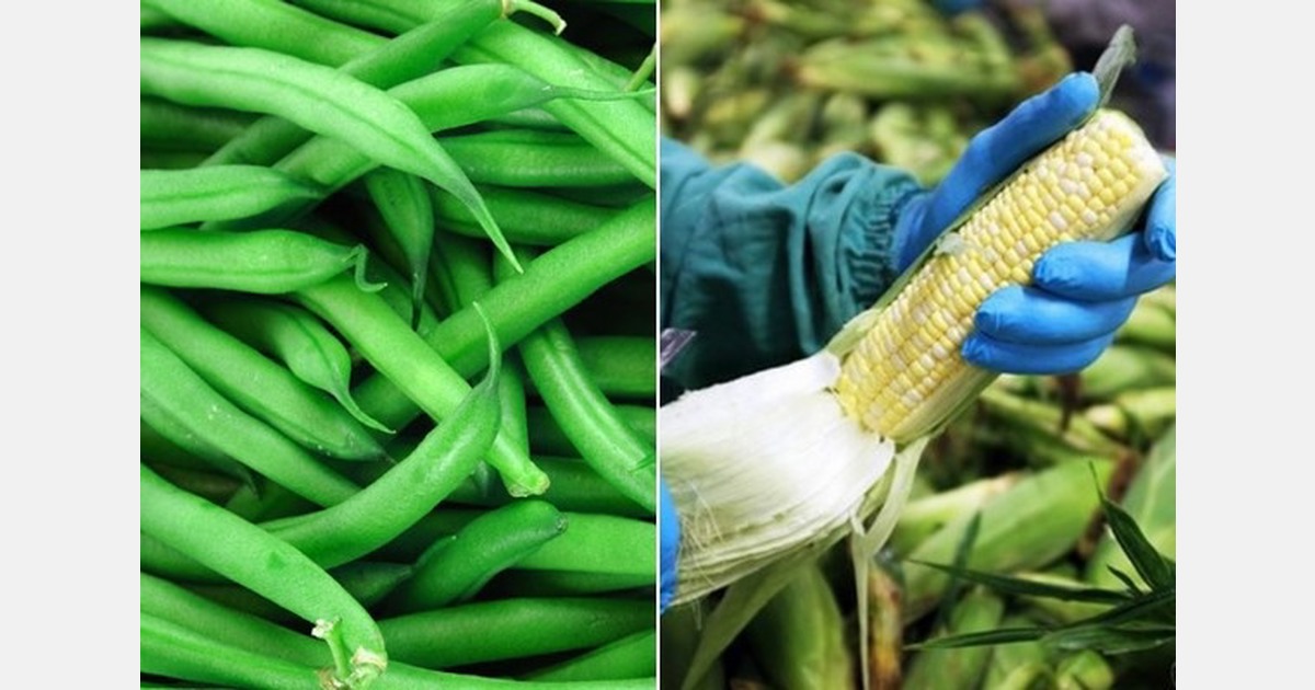 Florida freeze pushes up corn and green bean prices