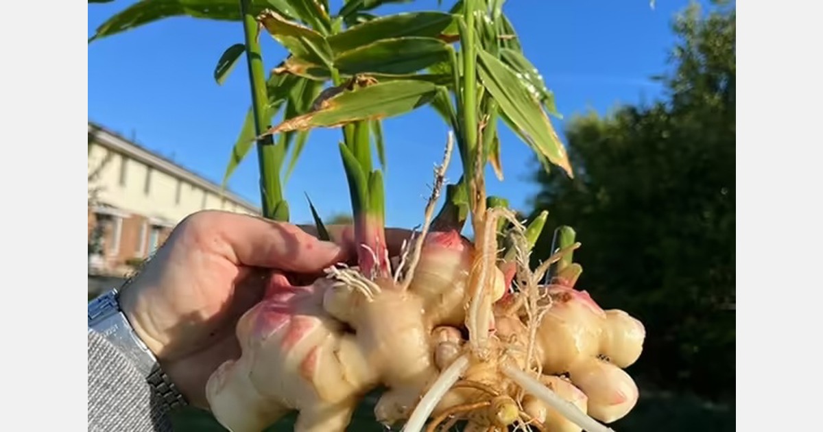 Illinois trials explore baby ginger production potential