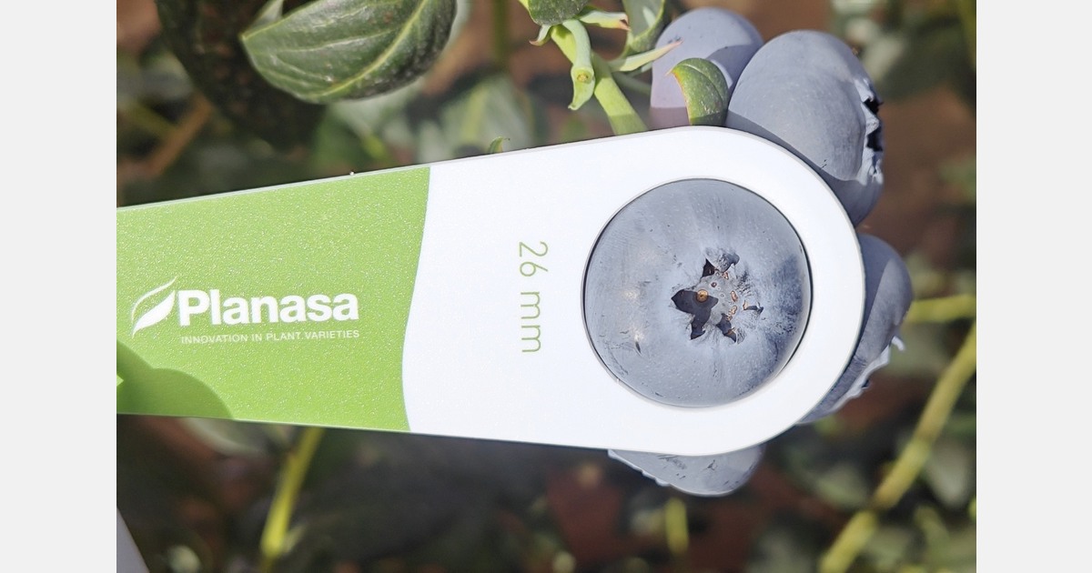 Blue Maldiva blueberry shows high jumbo yield in Mexico and China