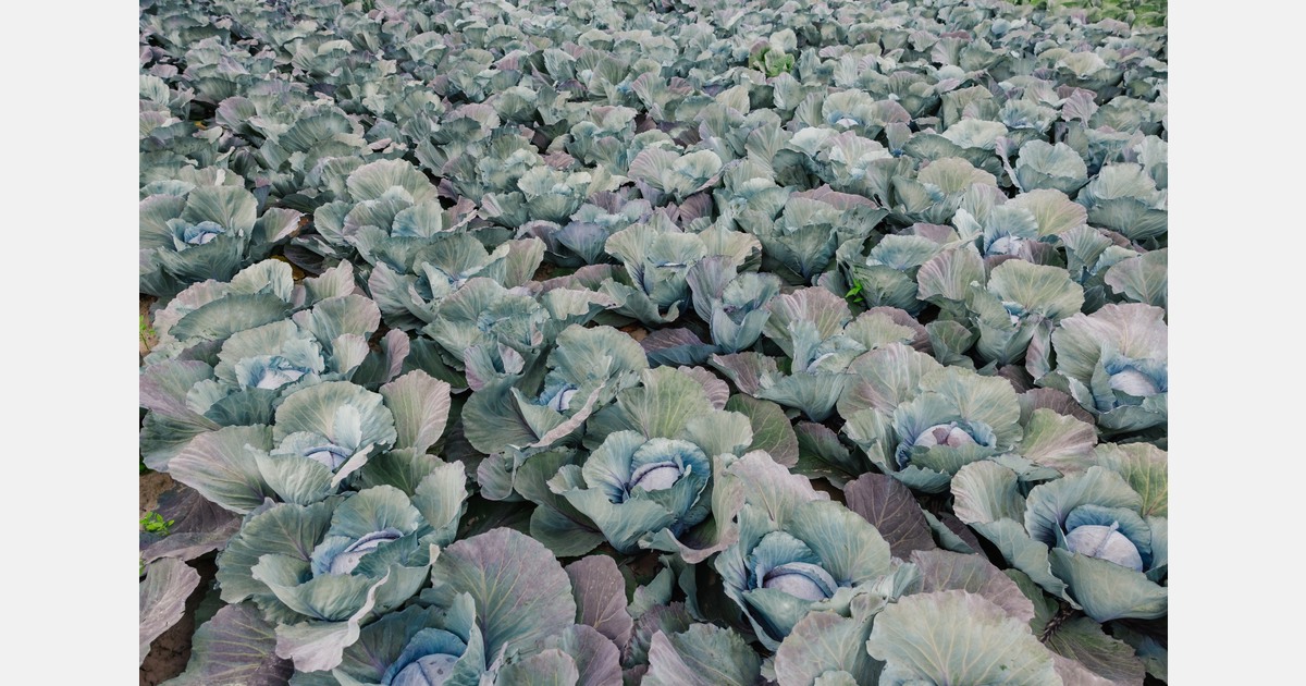 “After bumper crops and lagging prices, winter weather pushes up winter vegetable prices”