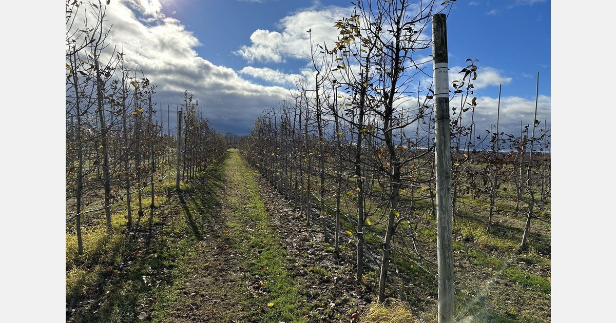 “We’re working on the development of a new apple variety, suited to be grown worldwide”