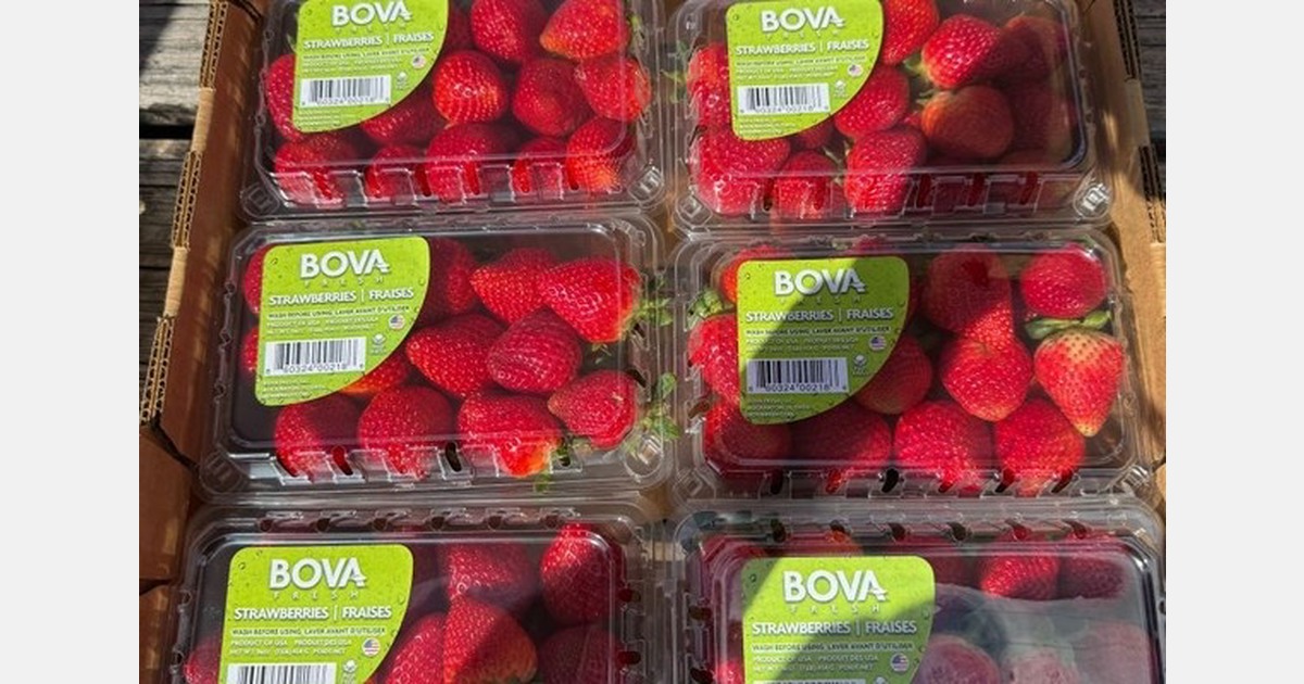 Florida strawberry levels increasing