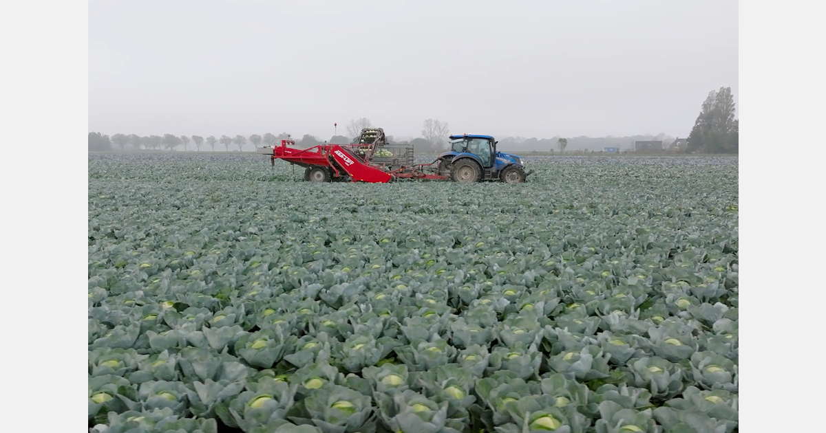 Dutch sauerkraut producer converts entire cabbage cultivation to organic