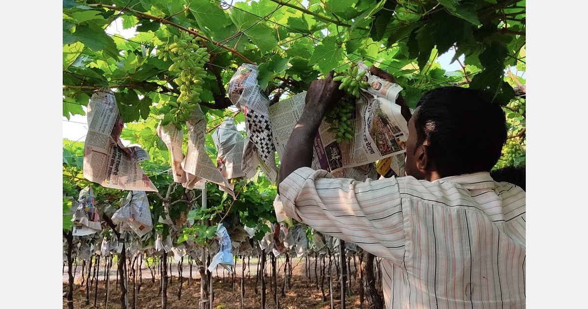 “Indian grape exports shift to the Middle East as European shipments await required Brix levels"