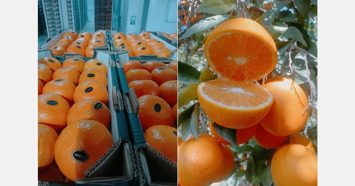 "There are quite a lot of big sized Valencia oranges available"