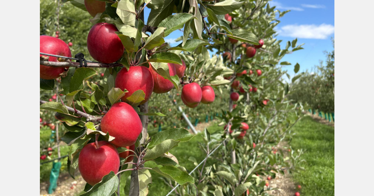 "A promising start for a variety that has almost doubled global volumes every year"