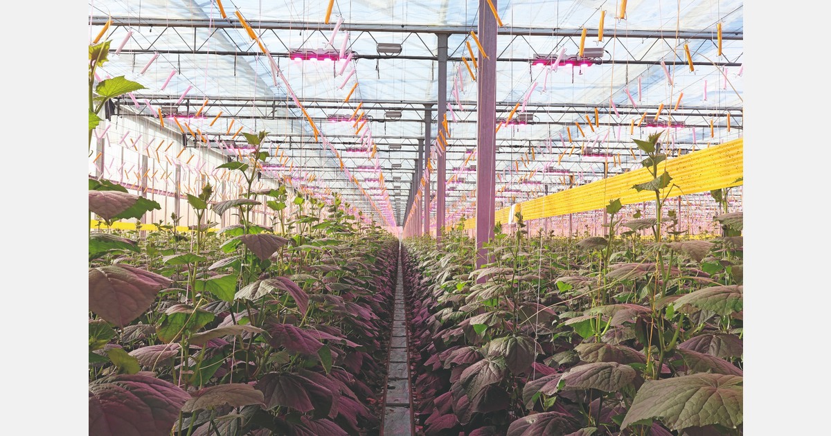Supply instability and rising standards fuel investment in lit greenhouses