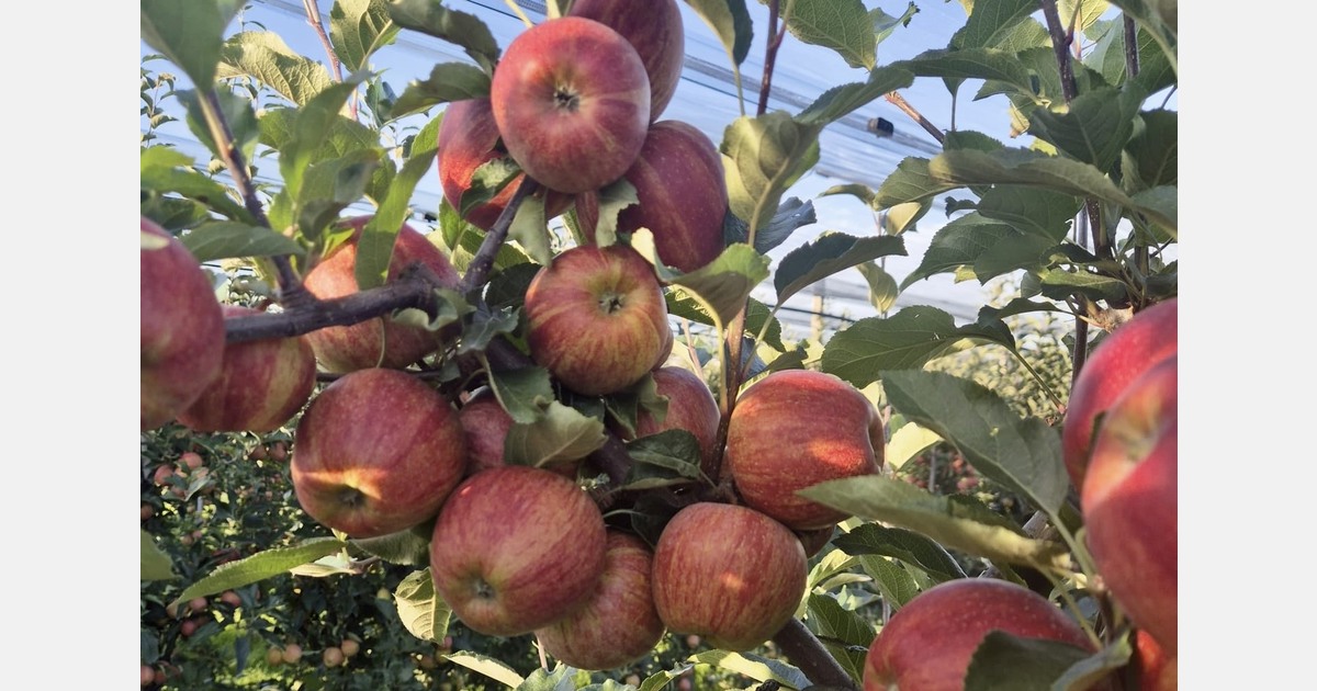 Apple of India’s eye: Europe’s reliability takes a big bite