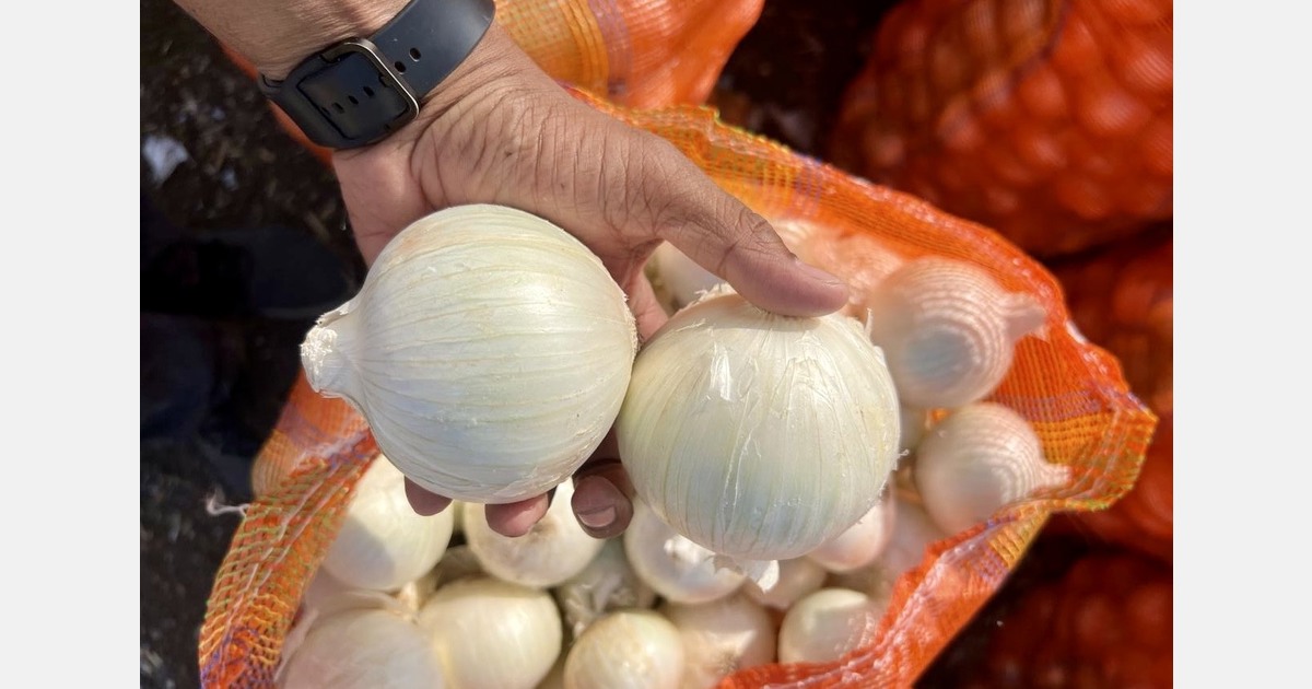 “Indian white onion exports are significantly more competitive after last year’s duty removal”