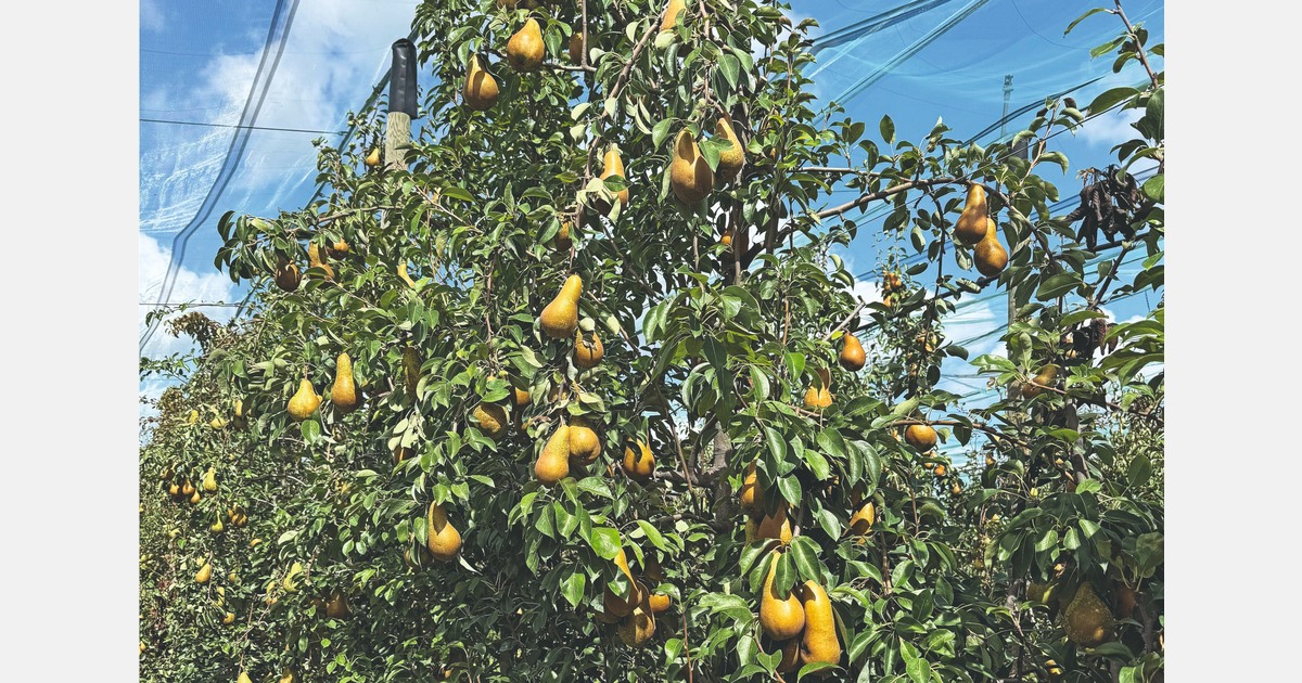 “We are restarting French cultivation of the Abate pear.”