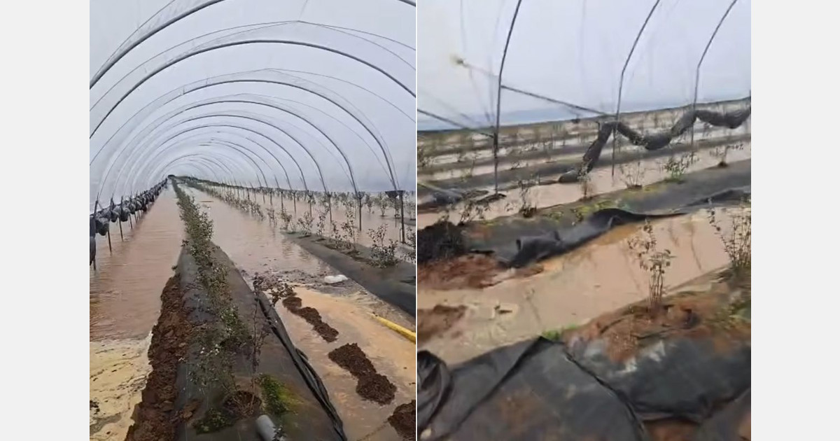 Abrupt end of season for many Moroccan soft fruit growers