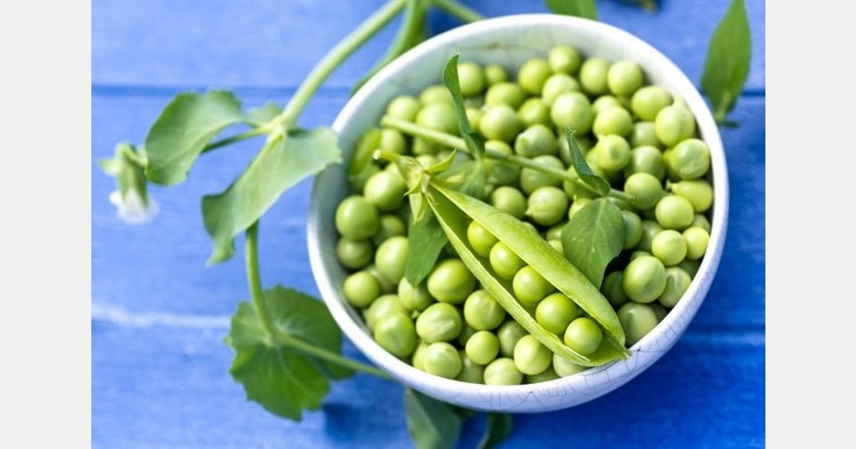 UK pea and bean event scheduled for November 2026