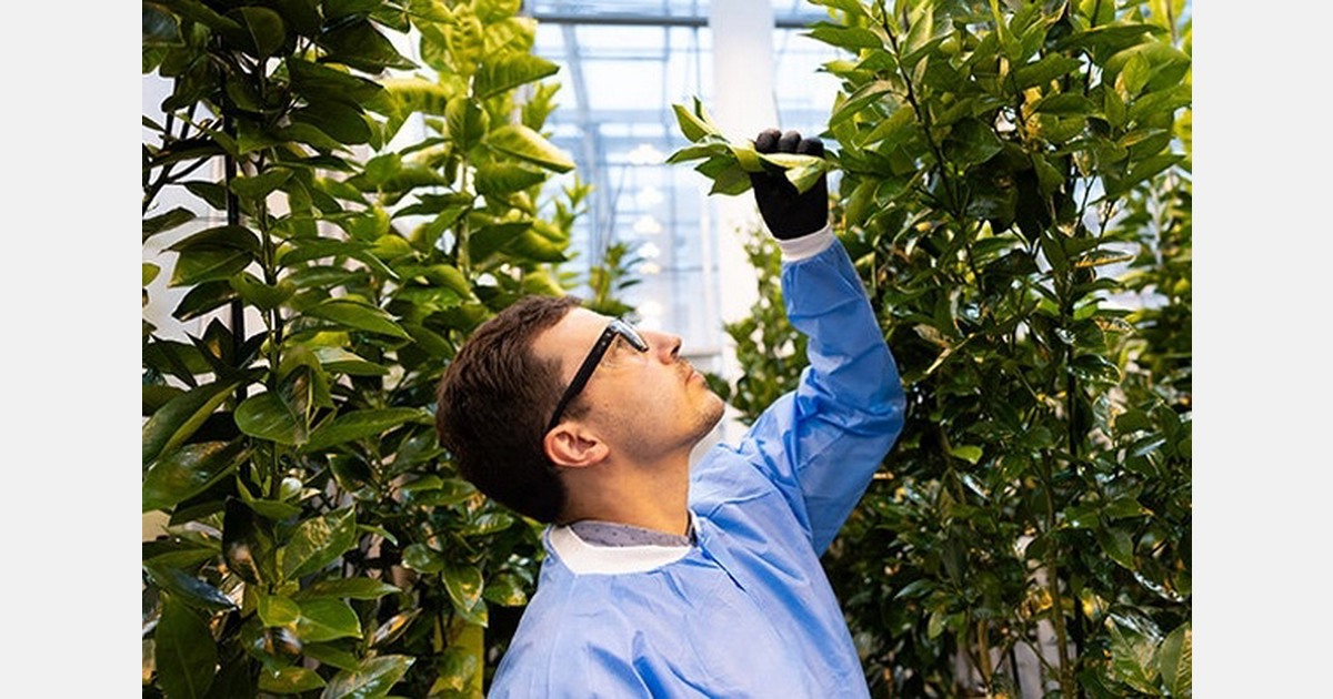 Invaio Sciences and Fundecitrus partner on HLB control in Brazil