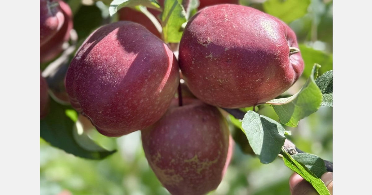 “Despite tariff cuts on U.S. and NZ apple imports into India, we await a firm date”