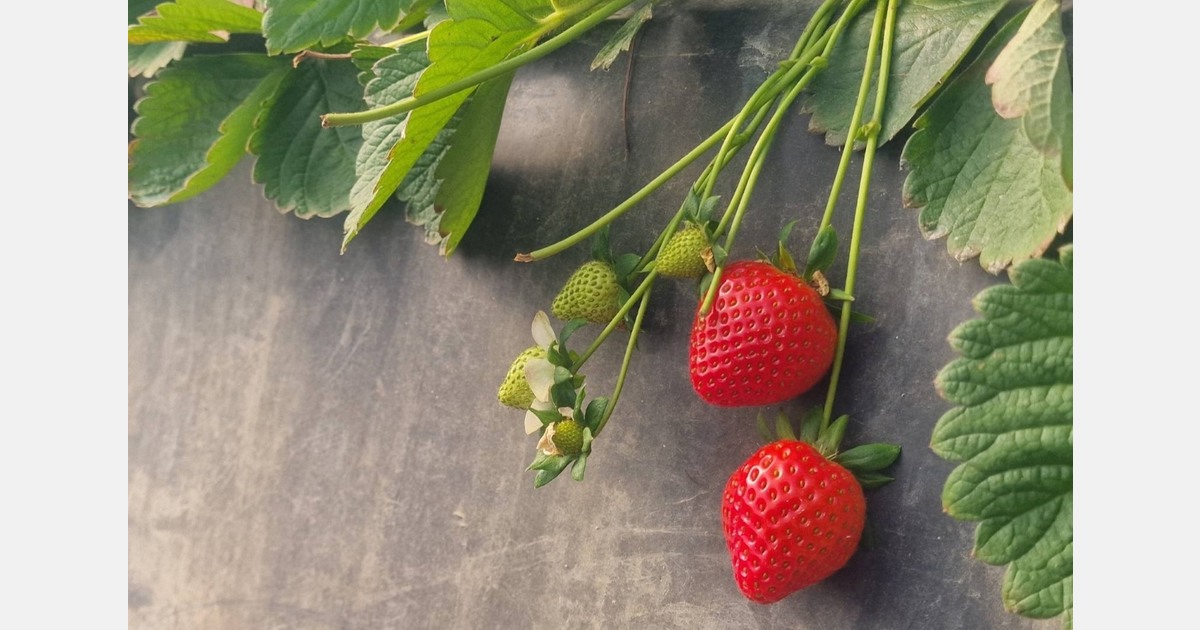 “This weather causes us despair. We don’t know when we'll have enough strawberries”