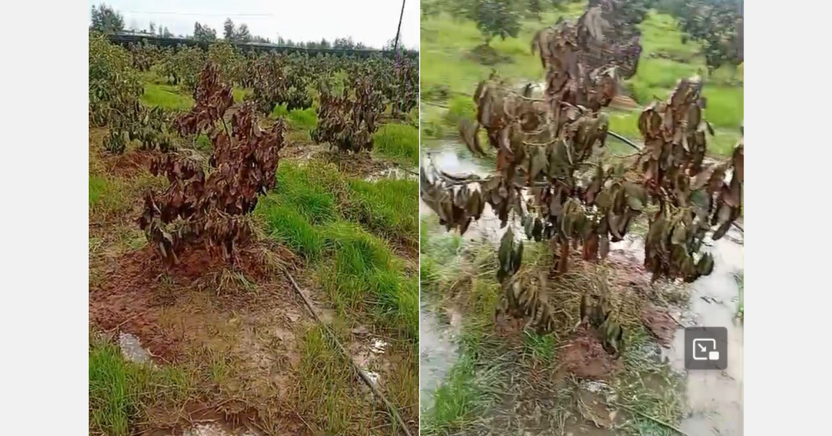 Heavy losses in fruits and trees for the Moroccan avocado industry