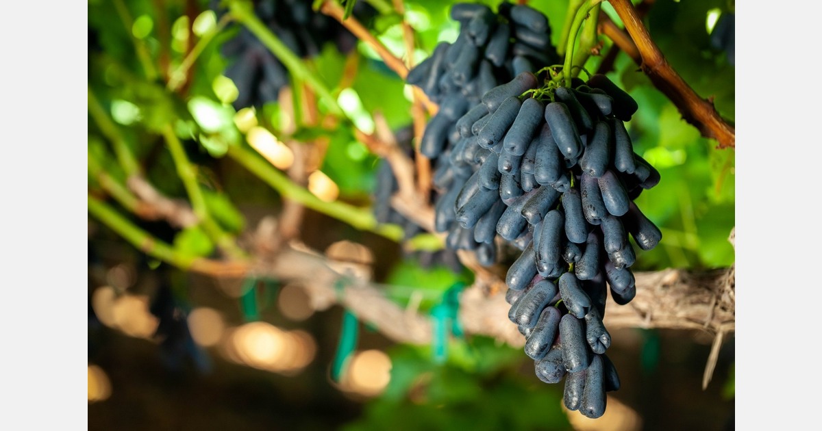 Chinese court awards USD 573,000 in grape PVR infringement case