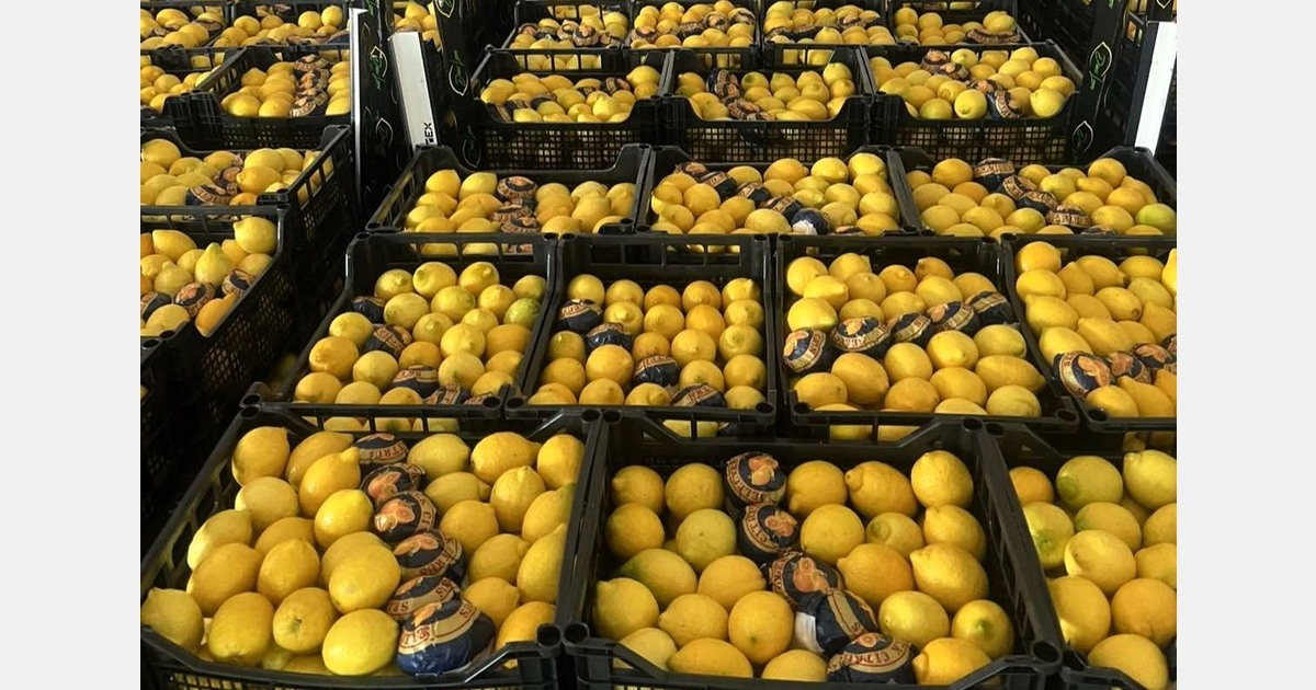 No competition for Greek lemons in the Eastern European markets