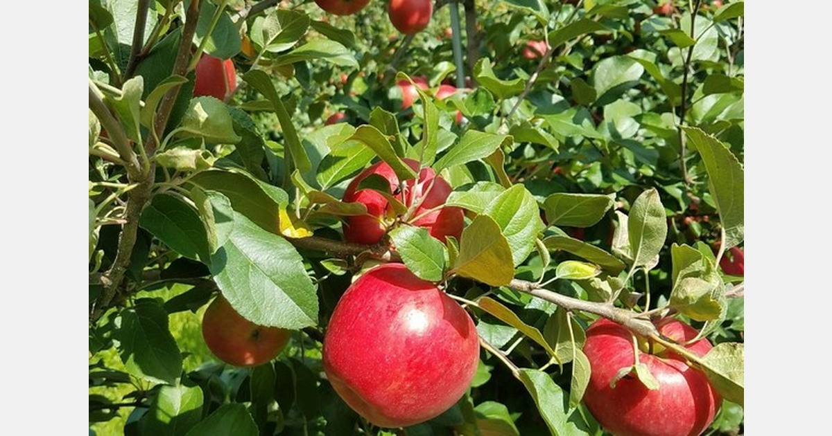 Lack of processing imports impacts Michigan apple supply