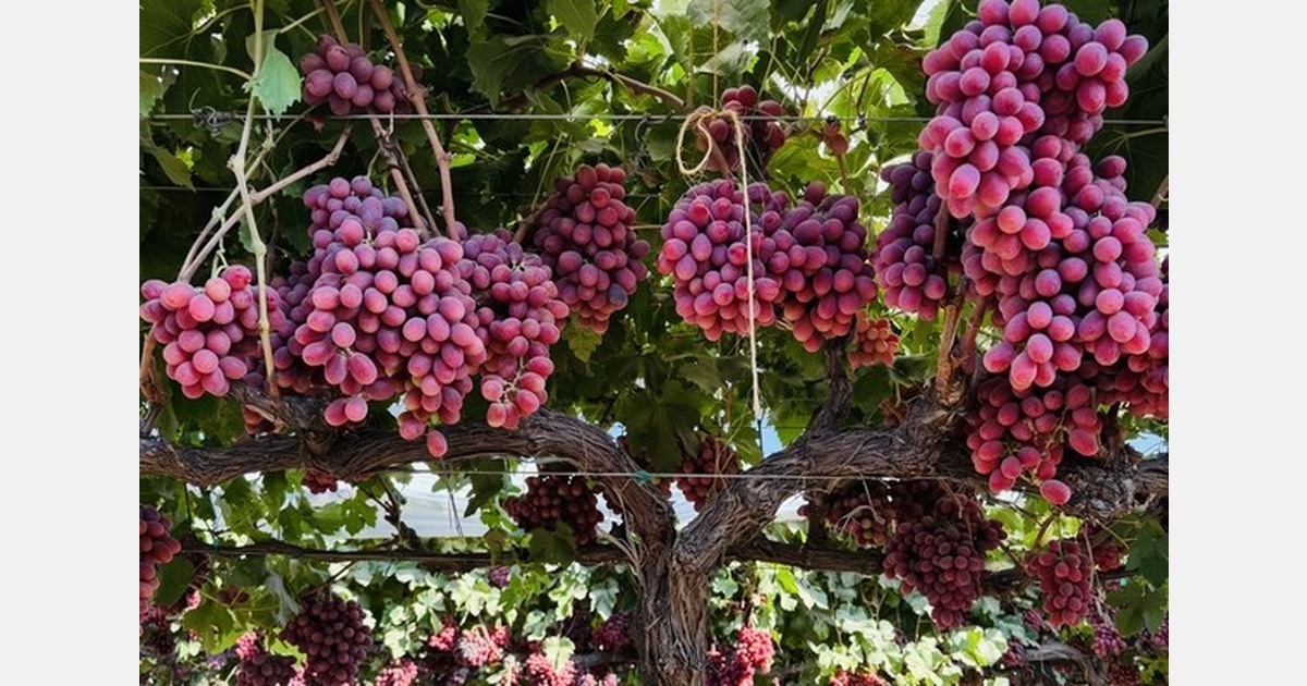 Year-round table grape program launches under new leadership-owned structure