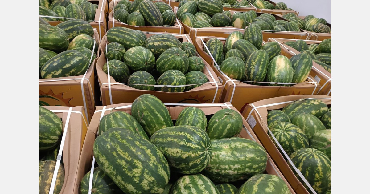 High tariffs deprive Mauritanian exporters of strong Moroccan demand for watermelons