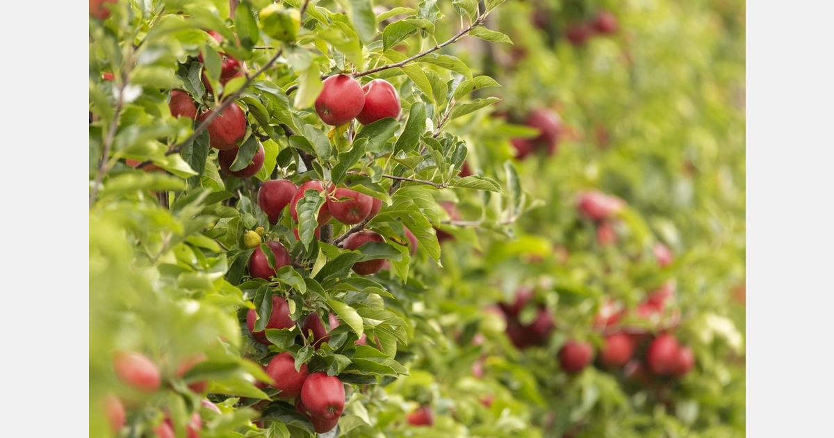 Study highlights environmental performance of British apples