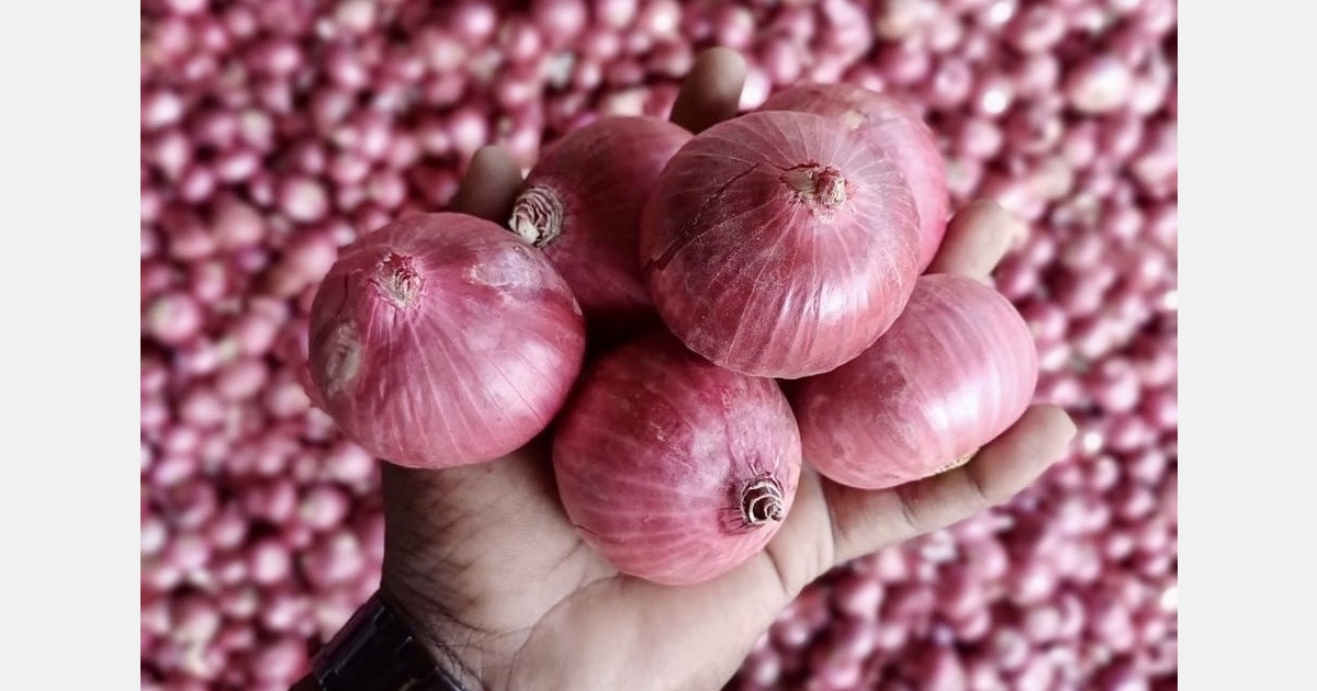 Indian onion exporters prepare for pink variety shift