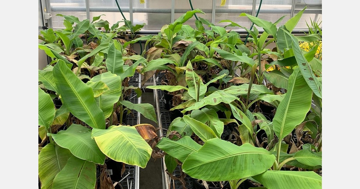 Australian researchers map Fusarium wilt resistance in wild banana