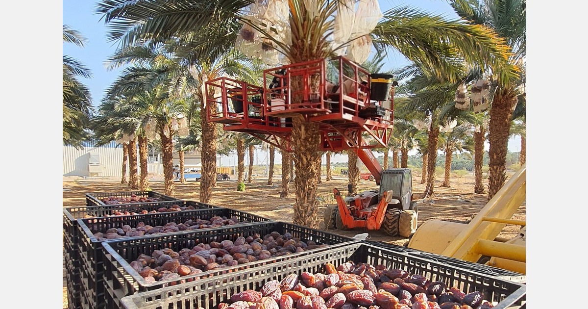 Israeli exporter expands its date operations amid rising global demand