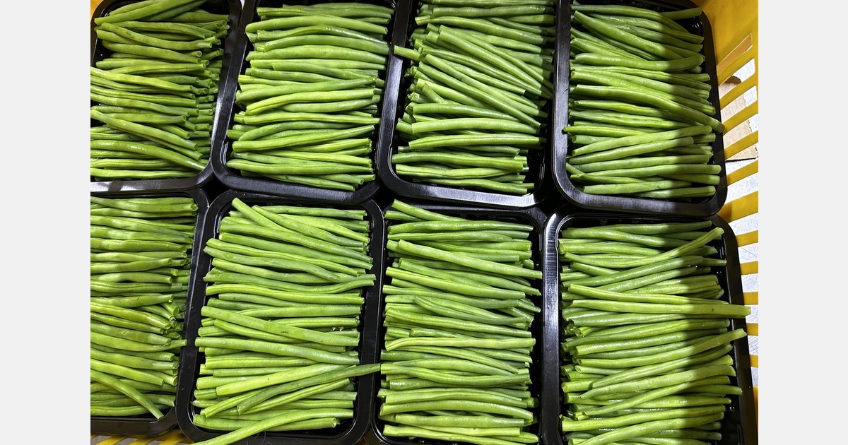 "Our green bean yields and uniformity keep getting better every season"