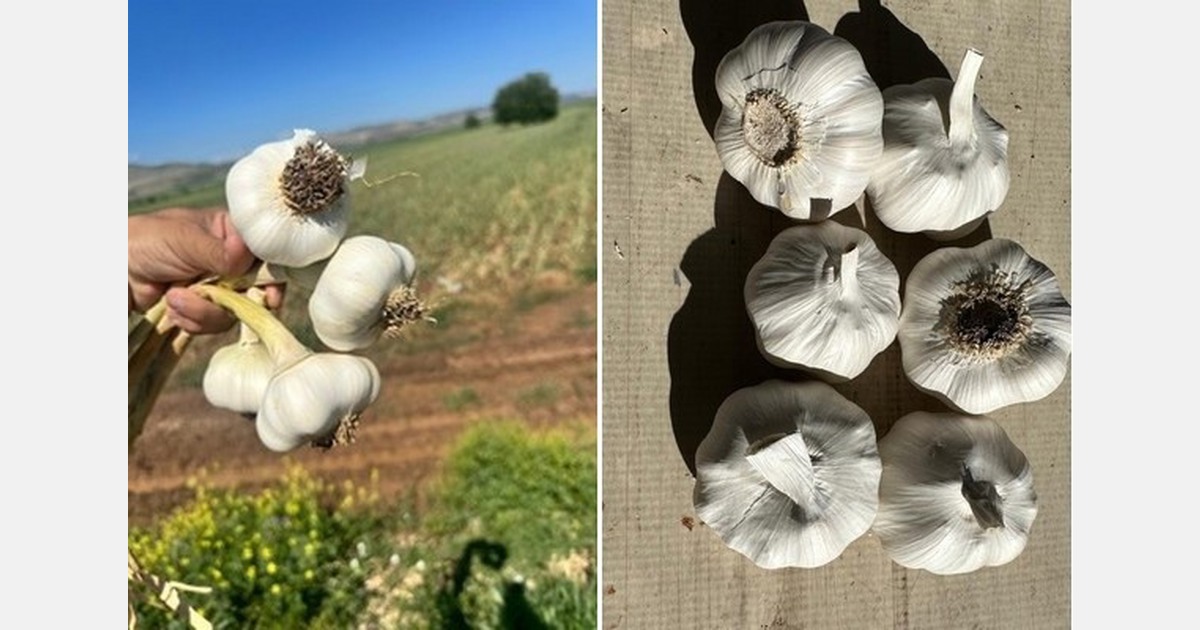 Garlic smuggling impacting markets in North America