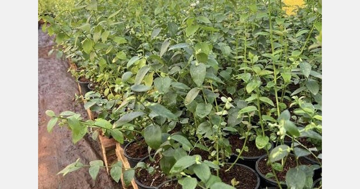 “Chilling mismatches are slowing India's commercial blueberry breakthroughs"