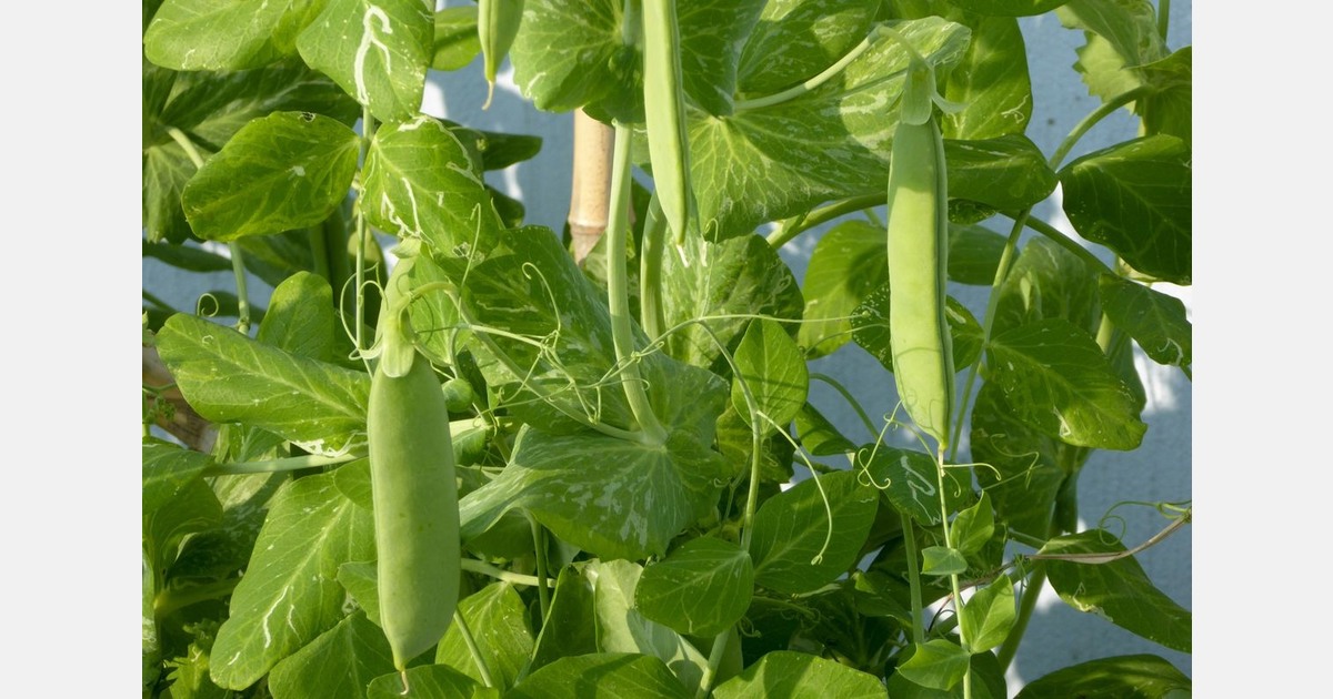 Sugar snap supply gapping between Guatemala and Peru