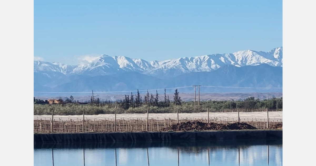 Emergence from drought in Morocco restores growers' confidence