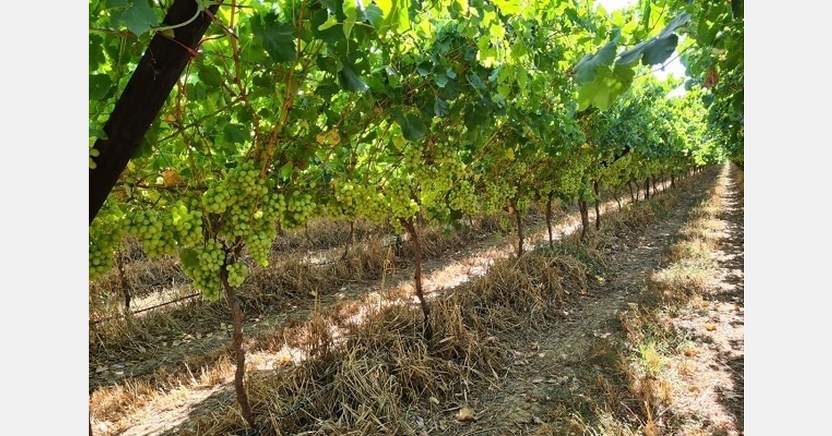 South Africa’s table grape industry resilient amid global pressures