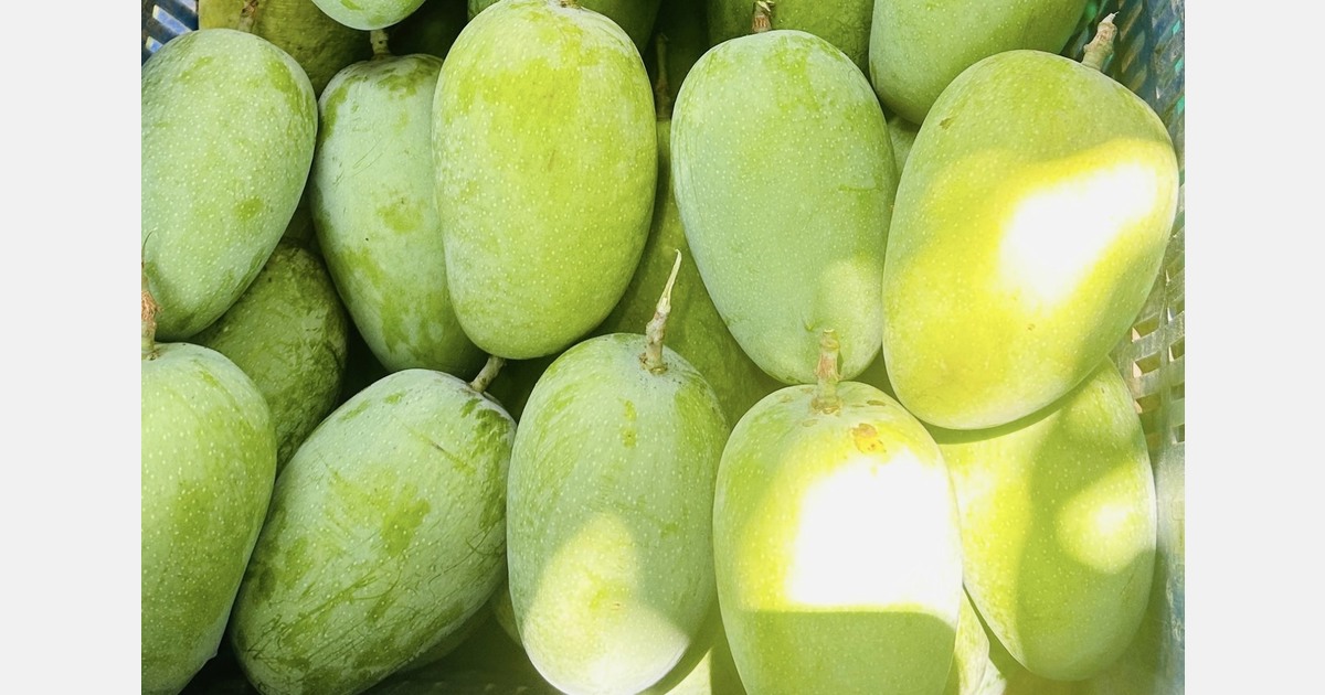 “India’s mango season looks set for a strong showing this year”