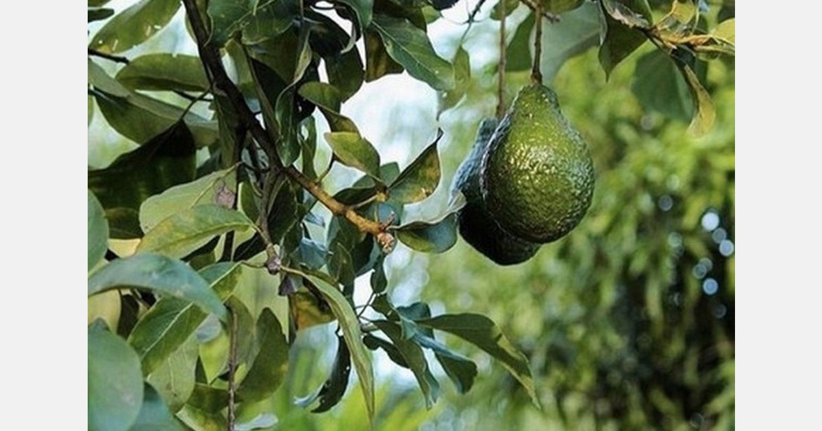 Produce inspections in most Mexican states resume