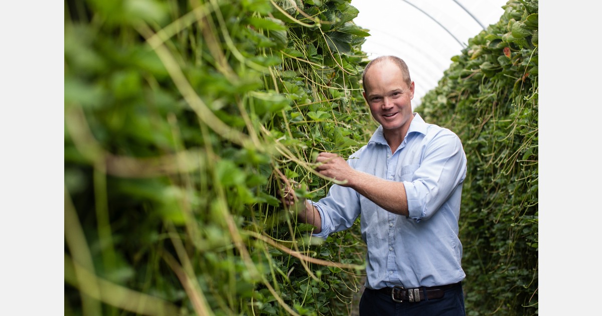 Good genes lead to customer satisfaction in strawberries
