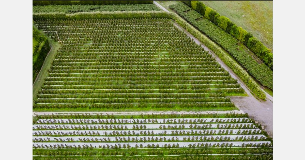 Scales Corporation reports FY2025 revenue of $899.9 million