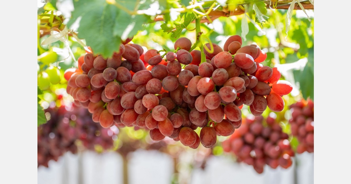 A challenging but steady South African grape season