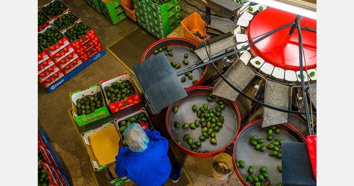 Australian avocado exports show 85% price gap