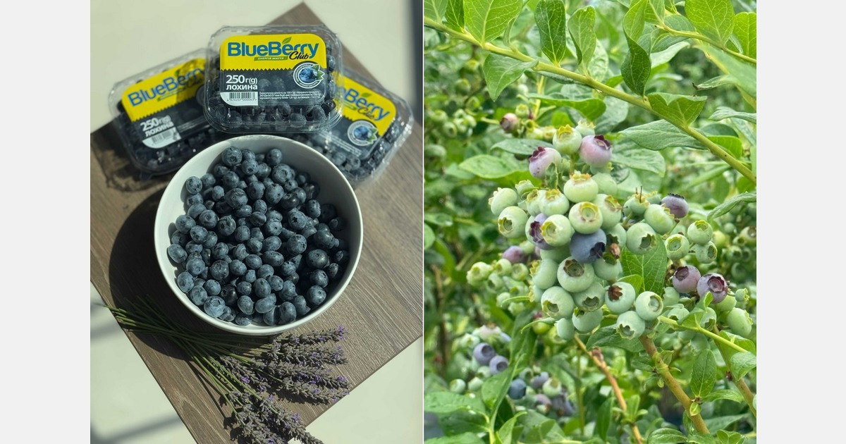 "Ukrainian blueberry sector has demonstrated remarkable adaptability"