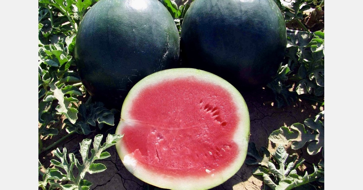 "Gujarat watermelons lead India’s strong 2026 export start"