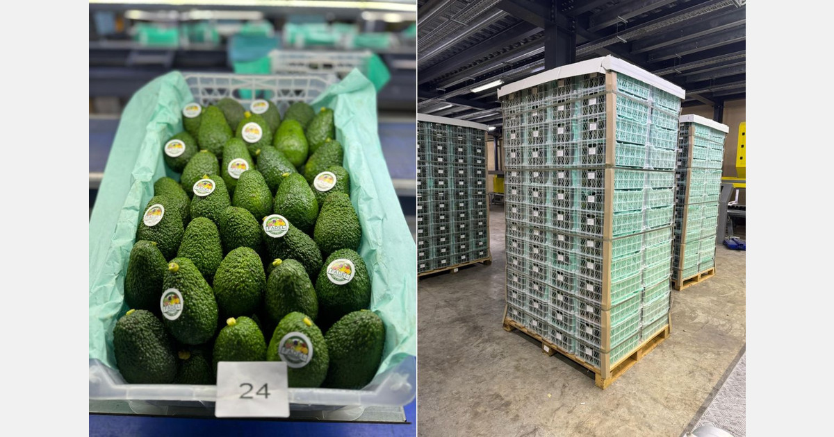 "Compared to last season, demand for Lebanese avocados is noticeably stronger"