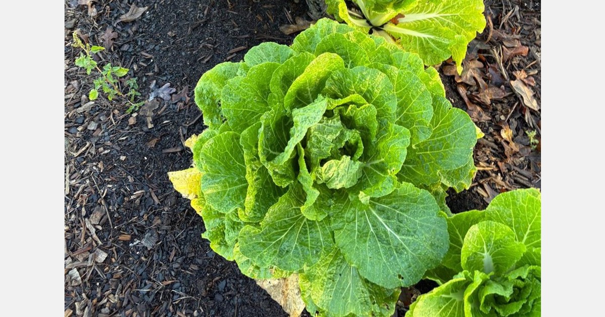 Texas study tests U.S.-grown cabbage for kimchi production