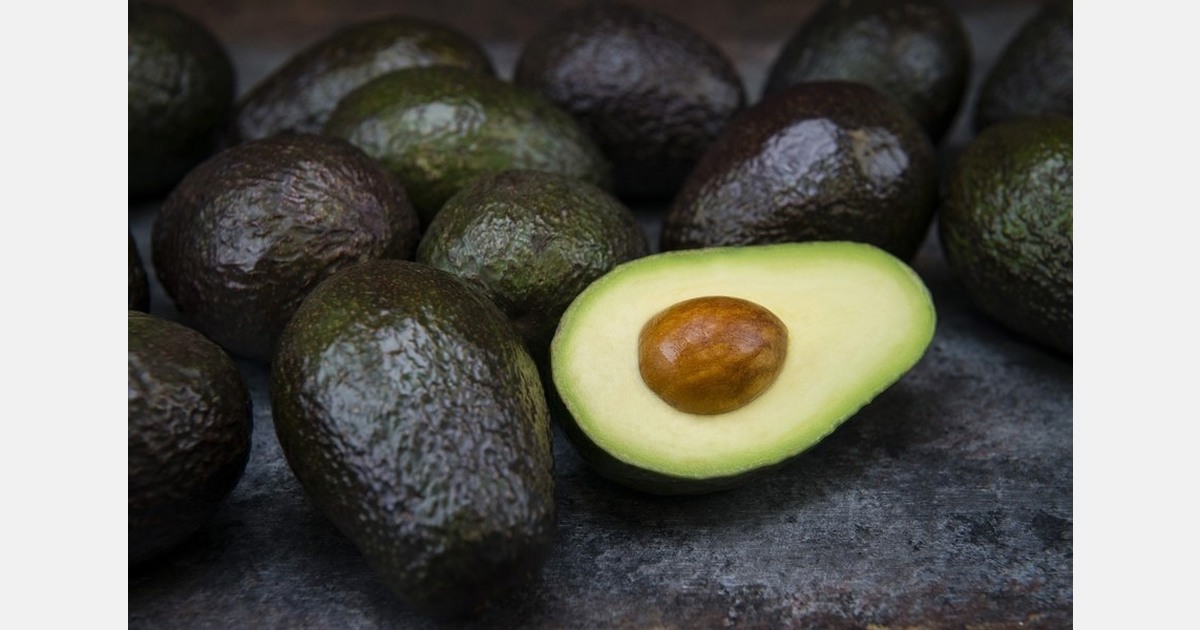 Открытие приема заявок на членство в совете по авокадо HAB