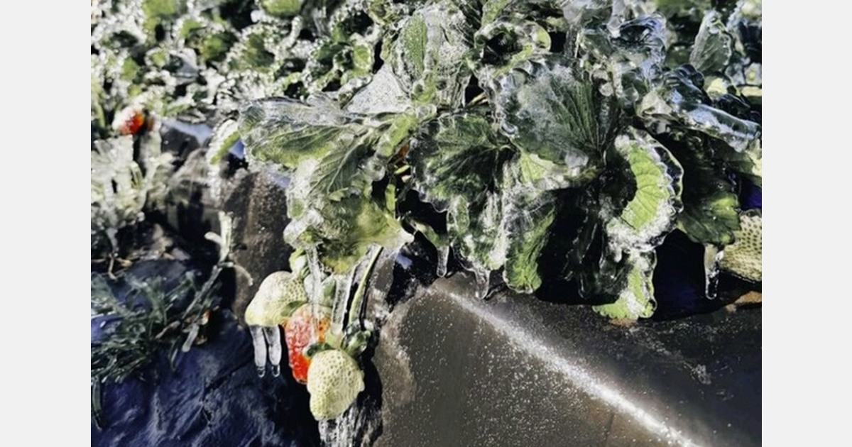 Отчёт о последствиях зимней бури для овощей и фруктов в Флориде