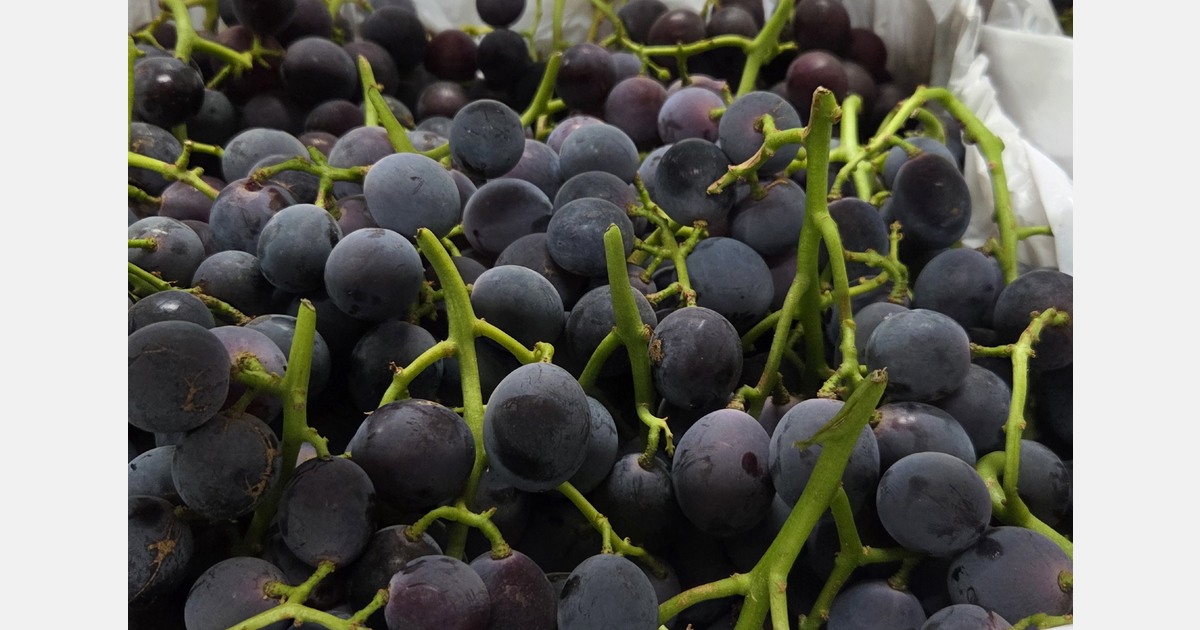 Sweet-tooth customers power grape exports
