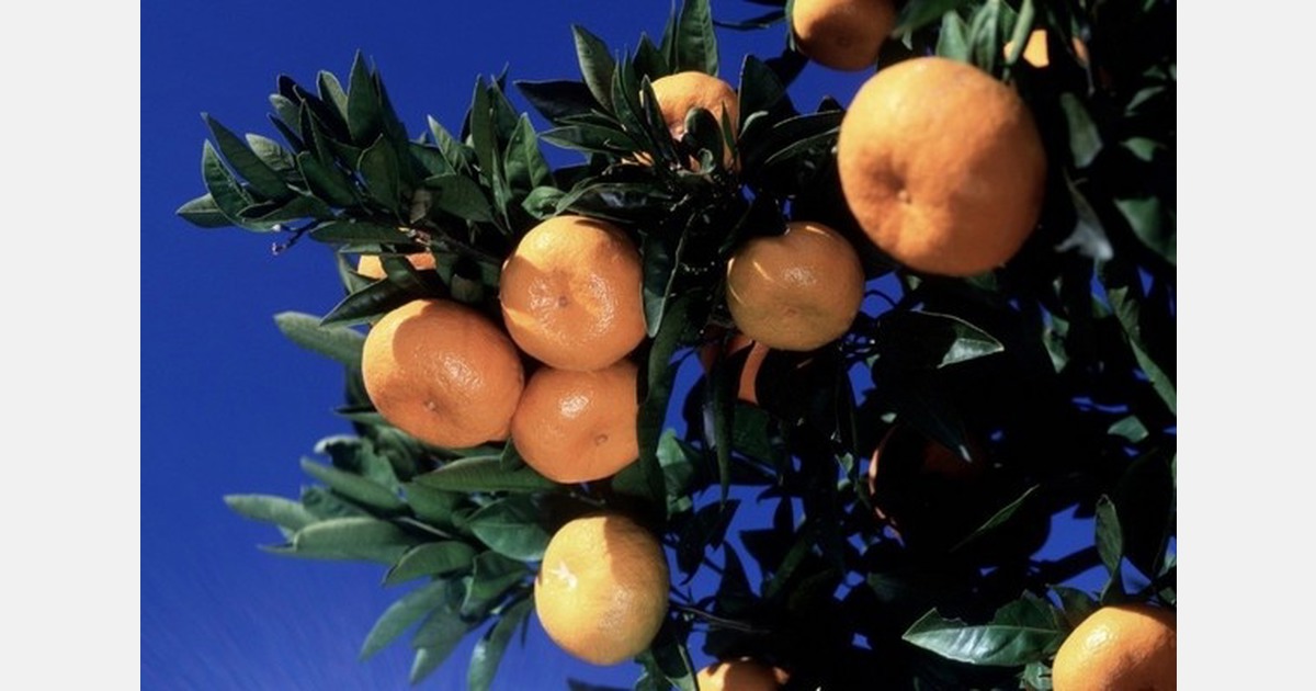 California mandarin volume good despite some fruit drop